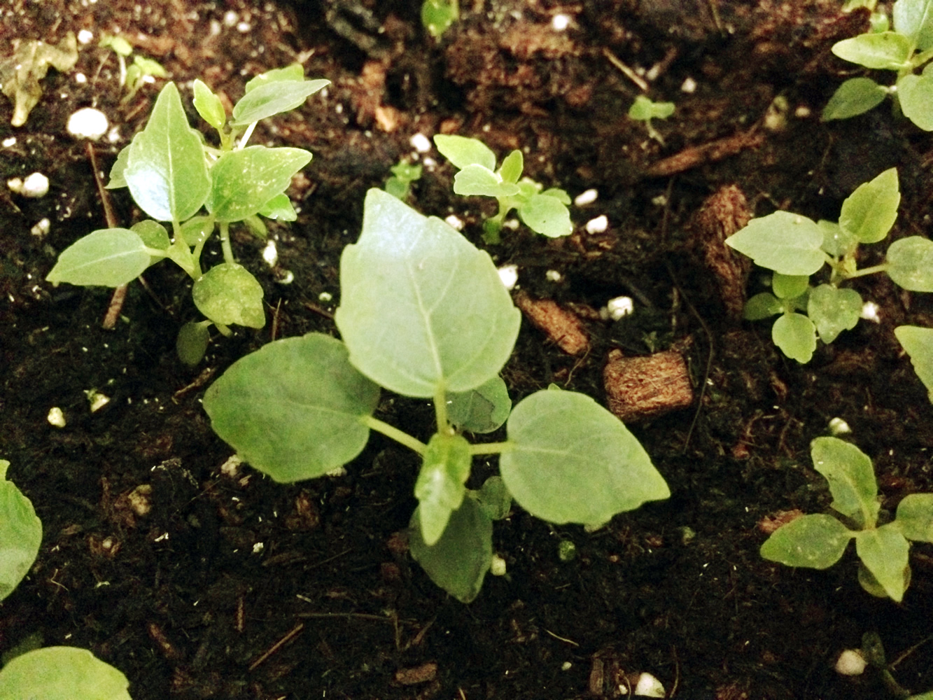 Növények, fák, magvak - Bodhi fa Ficus religiosa, Szent fügefa, Buddha fa, Bodhifa <span style="font-size: 1rem;">A Ficus religiosa, m&aacute;s n&eacute;ven s
