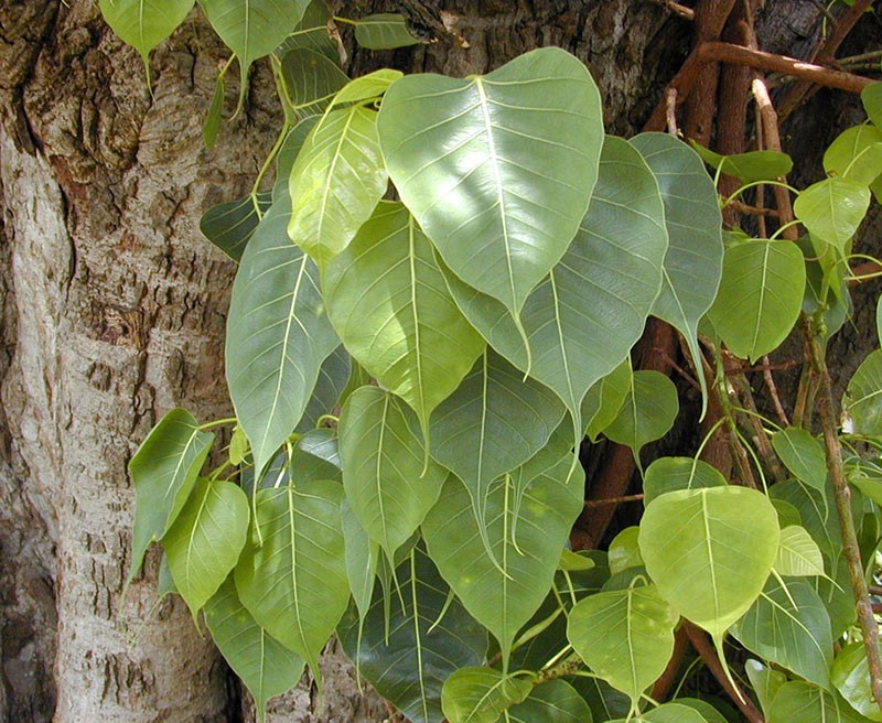 Növények, fák, magvak - Bodhi fa Ficus religiosa, Szent fügefa, Buddha fa, Bodhifa <span style="font-size: 1rem;">A Ficus religiosa, m&aacute;s n&eacute;ven s