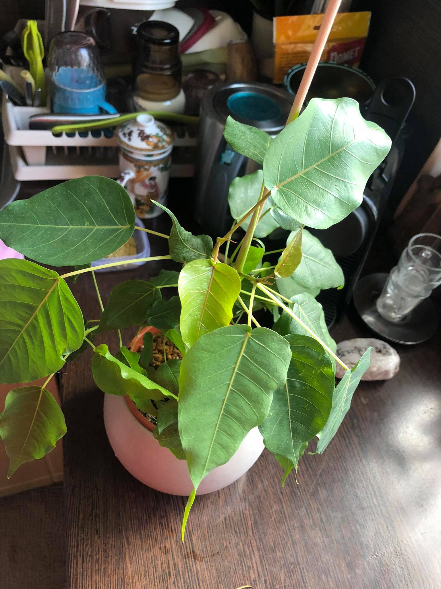 Növények, fák, magvak - Bodhi fa közepes palánta  <span style="font-size: 1rem;">A Ficus religiosa, m&aacute;s n&eacute;ven s