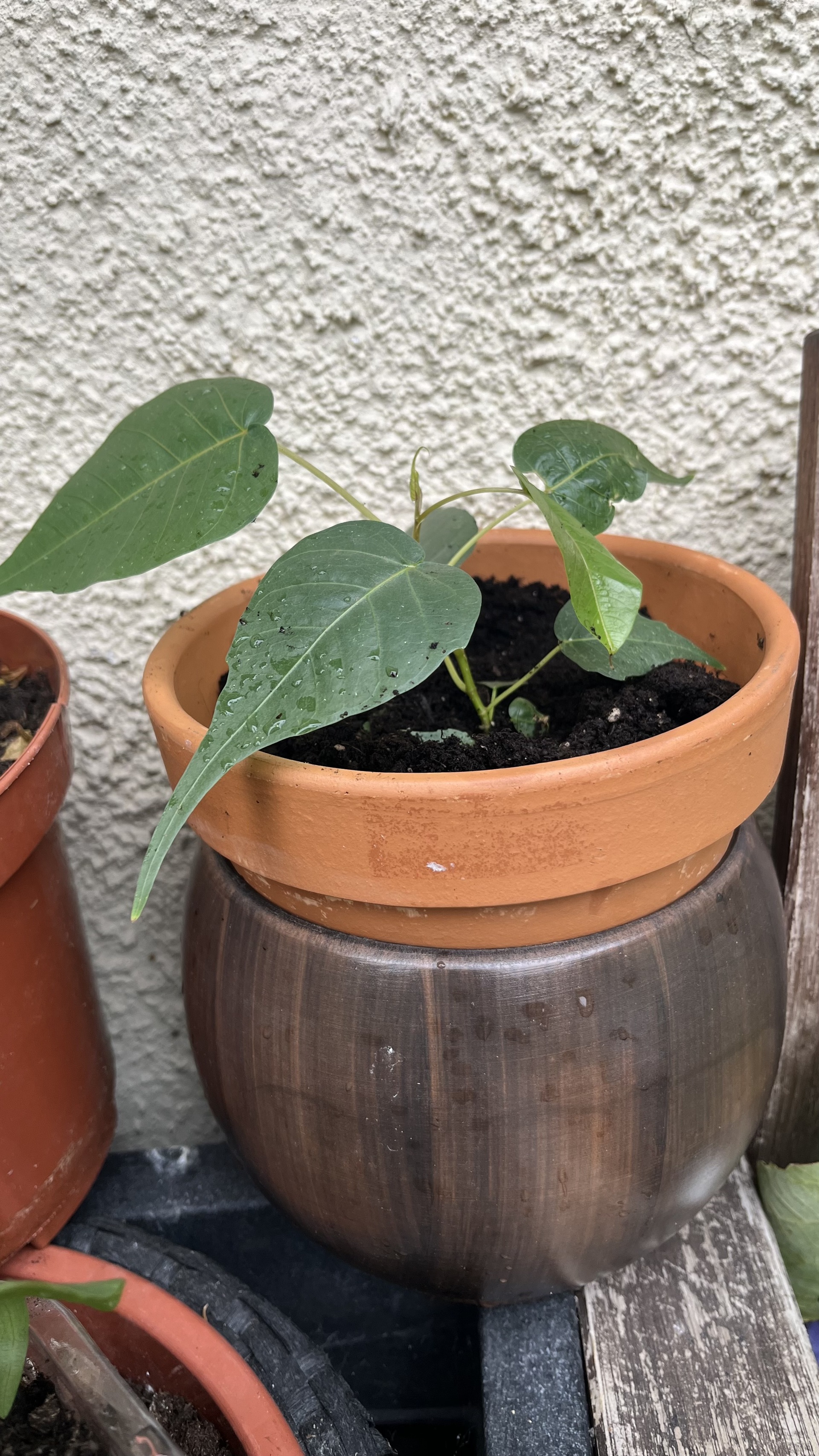 Növények, fák, magvak - Bodhi fa közepes palánta  <span style="font-size: 1rem;">A Ficus religiosa, m&aacute;s n&eacute;ven s