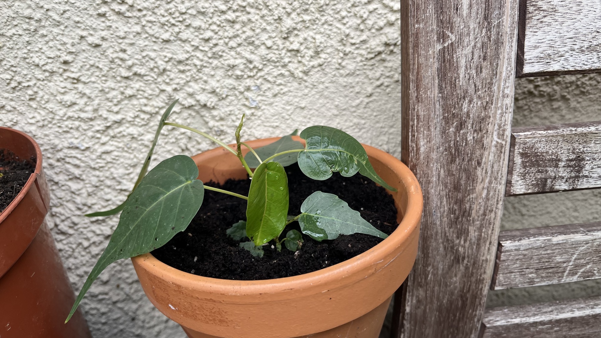 Növények, fák, magvak - Bodhi fa közepes palánta  <span style="font-size: 1rem;">A Ficus religiosa, m&aacute;s n&eacute;ven s